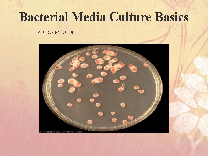 Bacterial Media Culture Basics MBBSPPT. COM 
