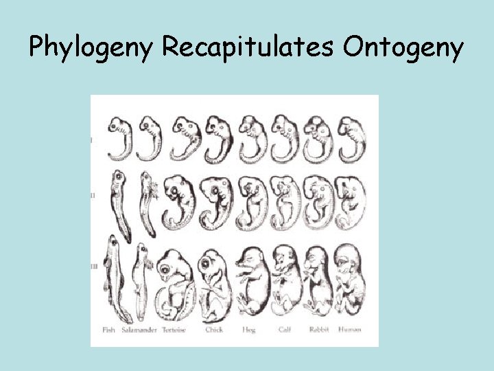 Phylogeny Recapitulates Ontogeny 