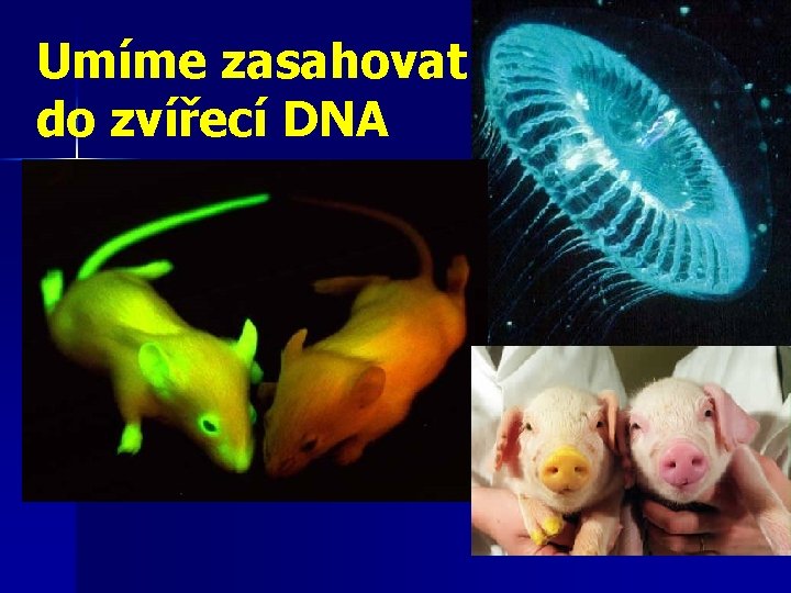 Umíme zasahovat do zvířecí DNA 