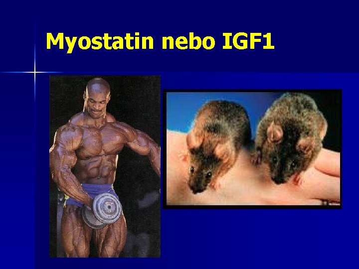 Myostatin nebo IGF 1 