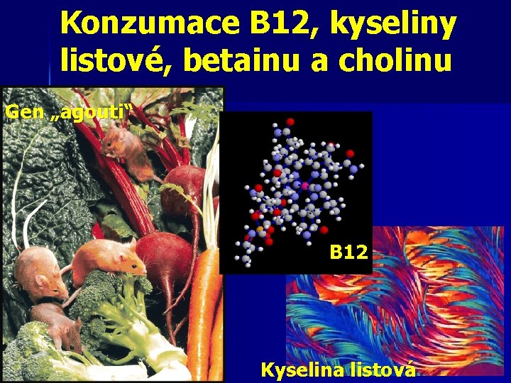 Konzumace B 12, kyseliny listové, betainu a cholinu Gen „agouti“ B 12 Kyselina listová