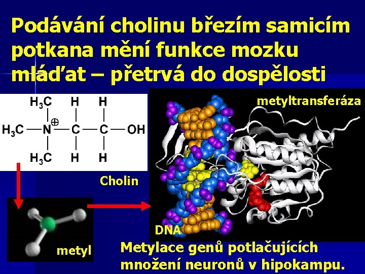 Podávání cholinu březím samicím potkana mění funkce mozku mláďat – přetrvá do dospělosti metyltransferáza