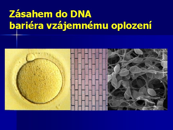 Zásahem do DNA bariéra vzájemnému oplození 