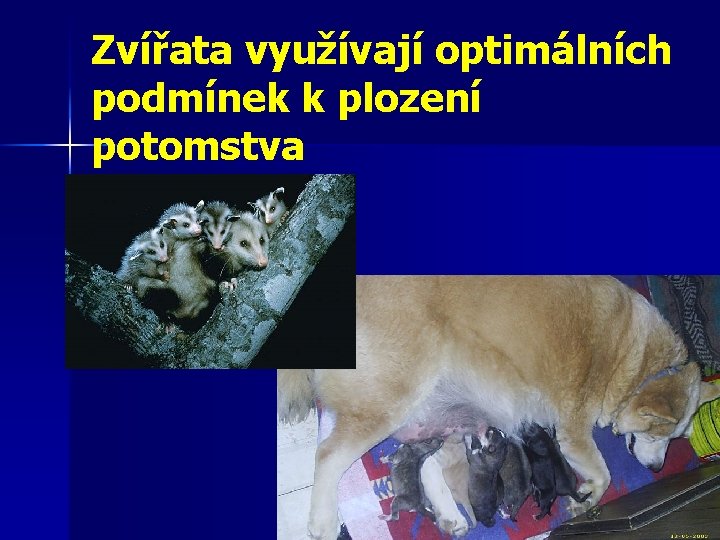 Zvířata využívají optimálních podmínek k plození potomstva 