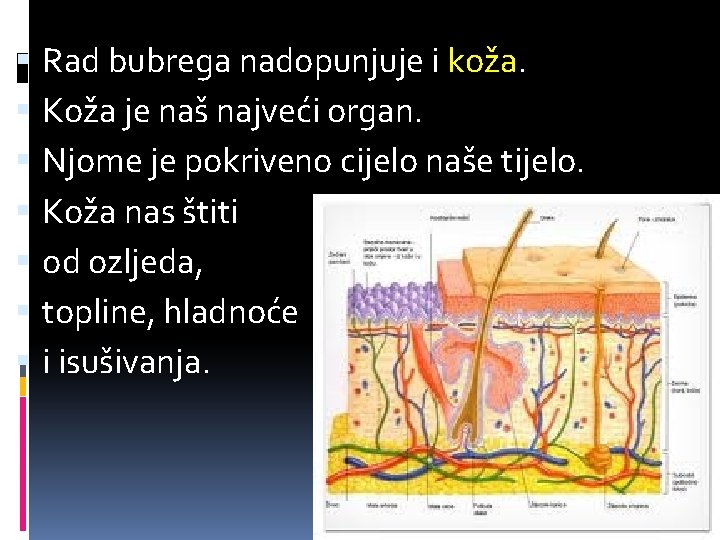  Rad bubrega nadopunjuje i koža. Koža je naš najveći organ. Njome je pokriveno