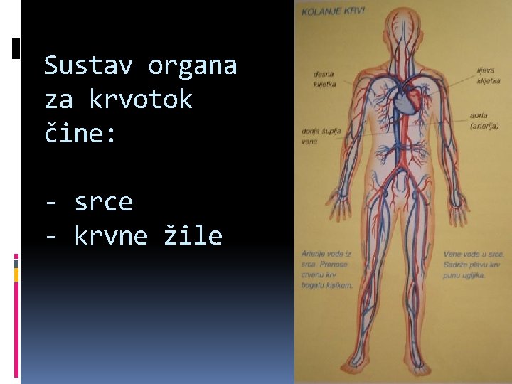 Sustav organa za krvotok čine: - srce - krvne žile 