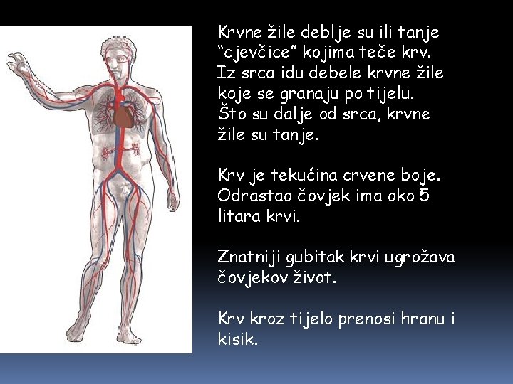 Krvne žile deblje su ili tanje “cjevčice” kojima teče krv. Iz srca idu debele Krvne žile deblje su ili tanje “cjevčice” kojima teče krv. Iz srca idu debele