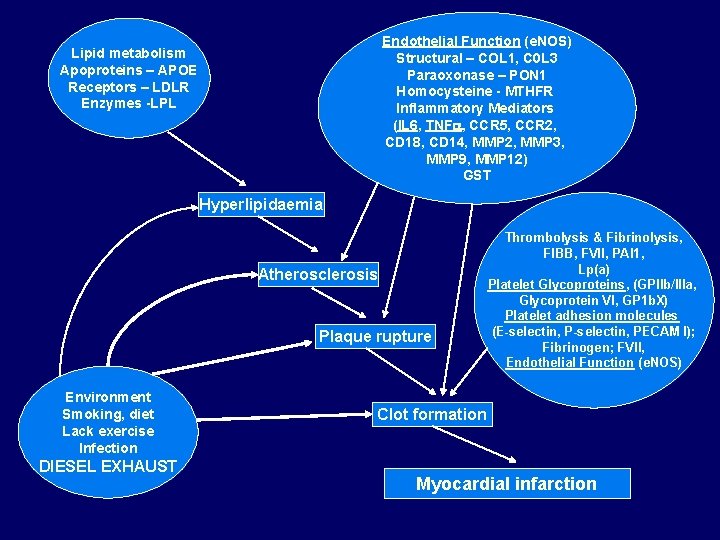 Endothelial Function (e. NOS) Structural – COL 1, C 0 L 3 Paraoxonase –