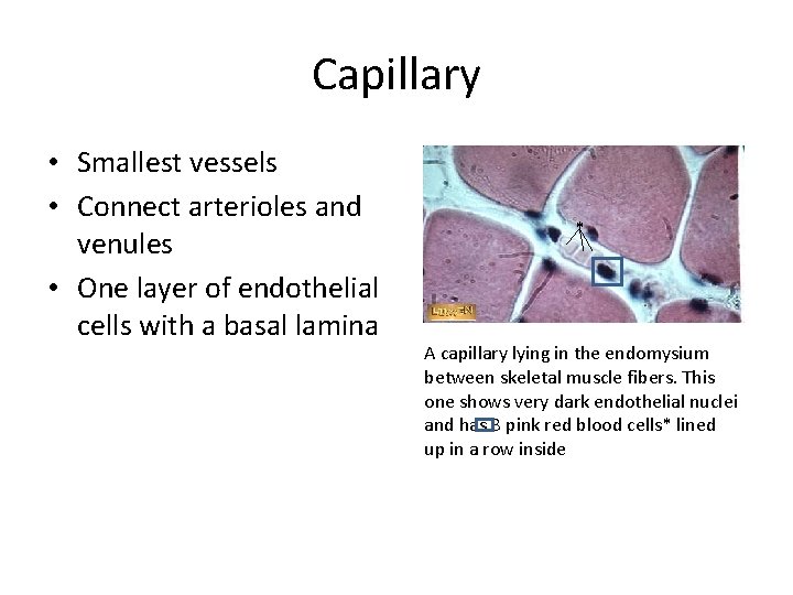 Capillary • Smallest vessels • Connect arterioles and venules • One layer of endothelial
