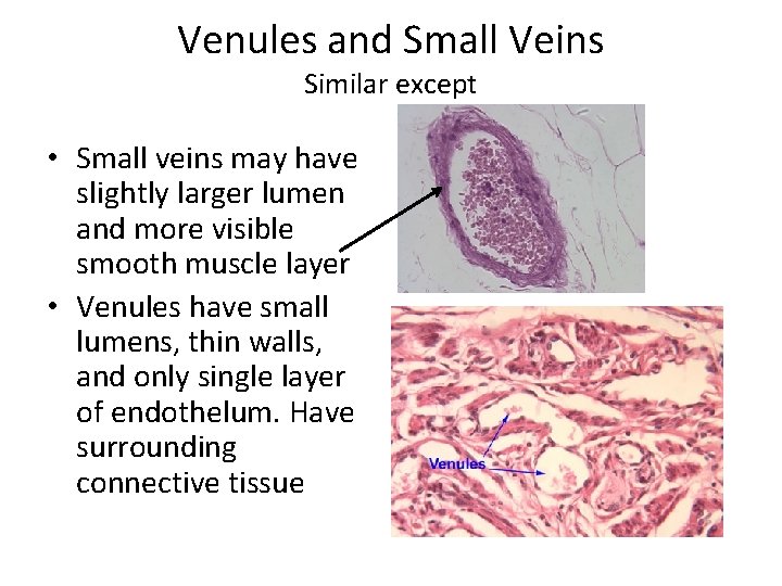 Venules and Small Veins Similar except • Small veins may have slightly larger lumen