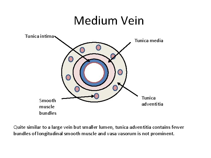 Medium Vein Tunica intima Smooth muscle bundles Tunica media Tunica adventitia Quite similar to