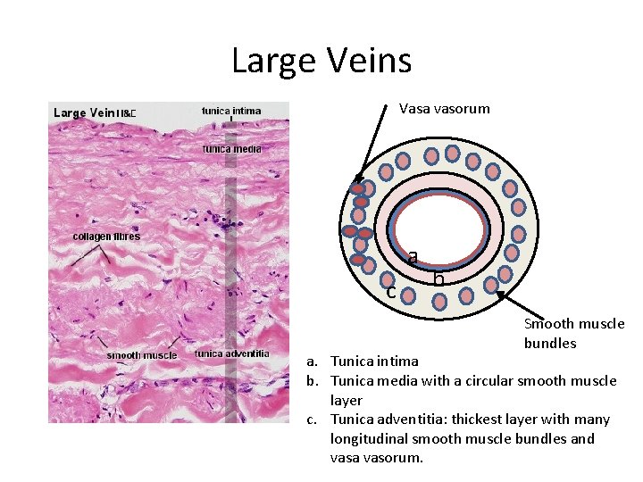 Large Veins Vasa vasorum a c b Smooth muscle bundles a. Tunica intima b.