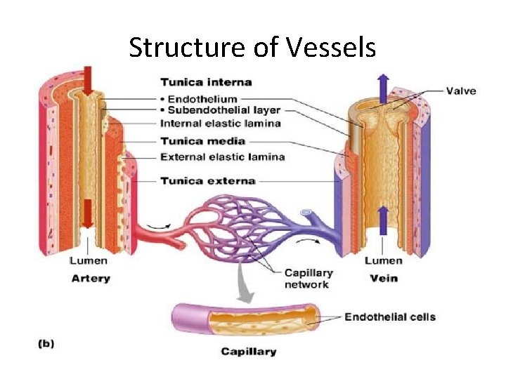 Structure of Vessels 