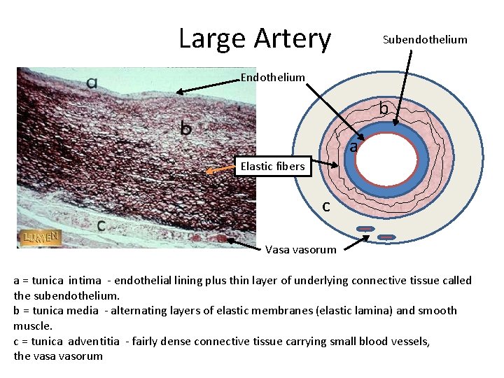 Large Artery Subendothelium Endothelium b a Elastic fibers c Vasa vasorum a = tunica