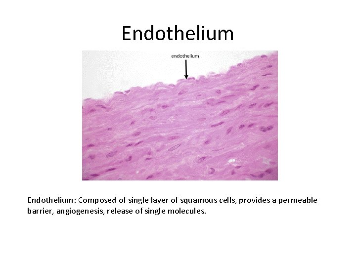 Endothelium: Composed of single layer of squamous cells, provides a permeable barrier, angiogenesis, release