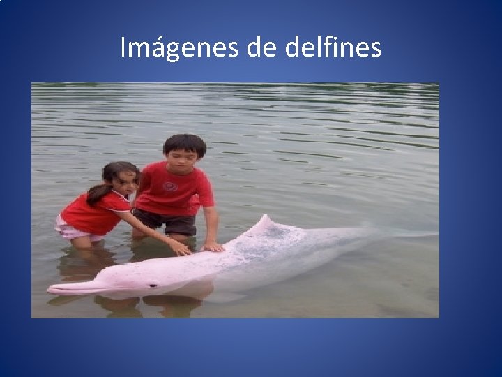 Imágenes de delfines 