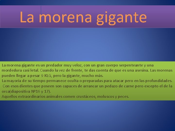 La morena gigante es un predador muy veloz, con un gran cuerpo serpenteante y