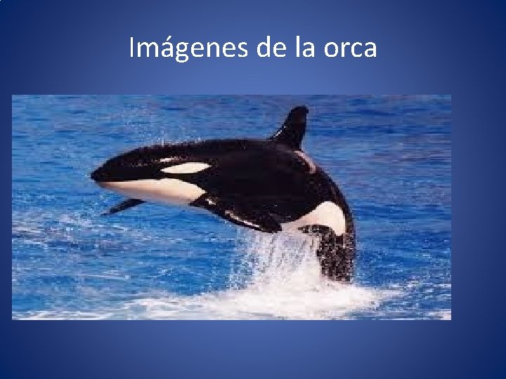 Imágenes de la orca 