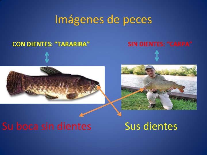 Imágenes de peces CON DIENTES: “TARARIRA” Su boca sin dientes SIN DIENTES: “CARPA” Sus