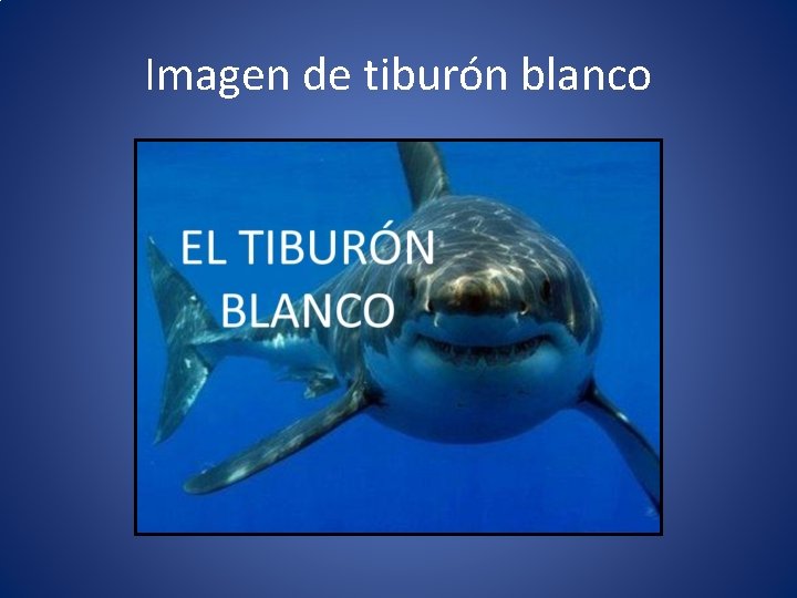 Imagen de tiburón blanco 