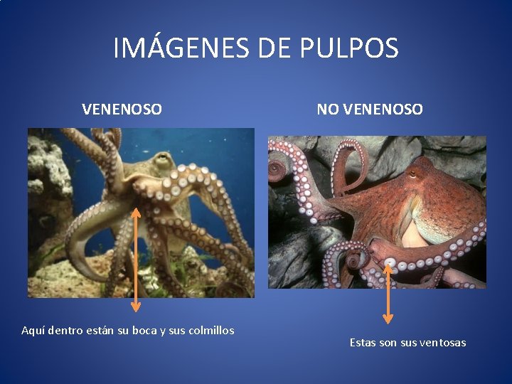 IMÁGENES DE PULPOS VENENOSO Aquí dentro están su boca y sus colmillos NO VENENOSO