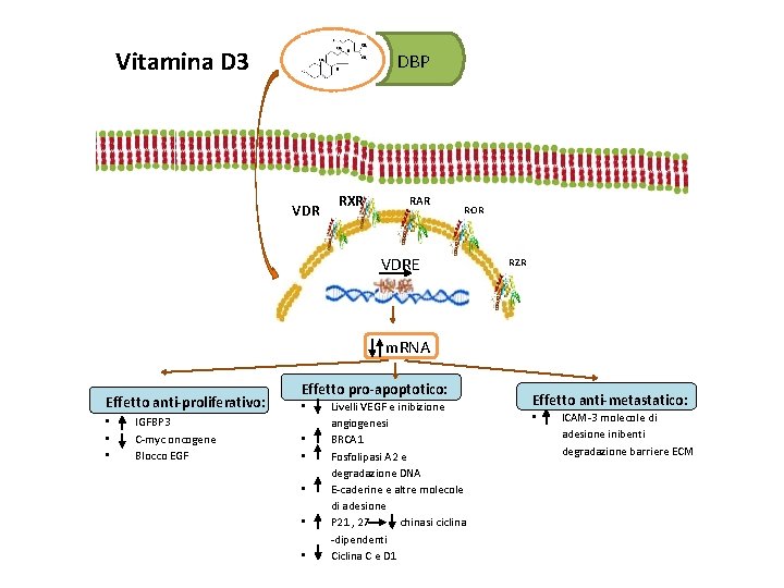 Vitamina D 3 DBP VDR RXR RAR ROR VDRE RZR m. RNA Effetto anti