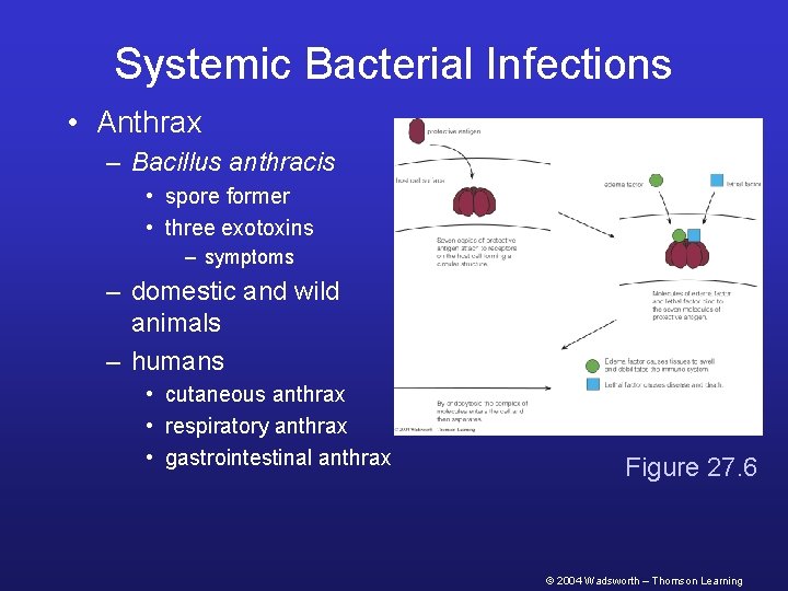 Systemic Bacterial Infections • Anthrax – Bacillus anthracis • spore former • three exotoxins