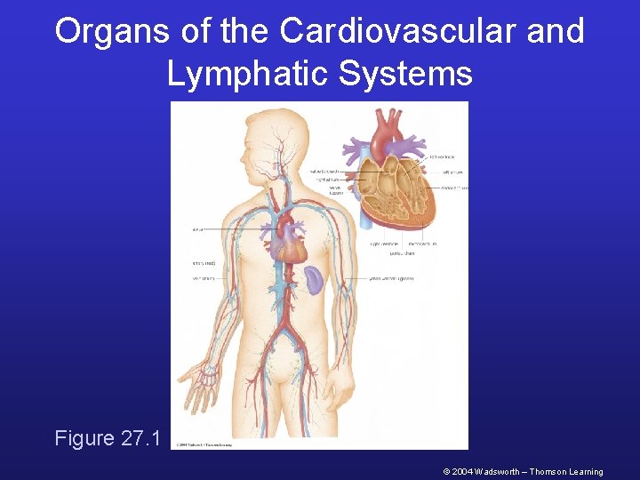 Organs of the Cardiovascular and Lymphatic Systems Figure 27. 1 © 2004 Wadsworth –