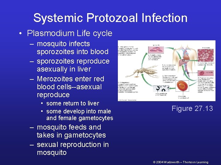 Systemic Protozoal Infection • Plasmodium Life cycle – mosquito infects sporozoites into blood –