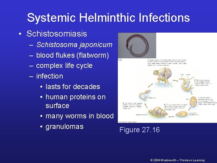 Systemic Helminthic Infections • Schistosomiasis – – Schistosoma japonicum blood flukes (flatworm) complex life