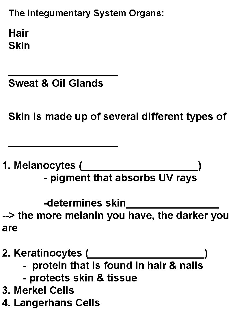 The Integumentary System Organs: Hair Skin __________ Sweat & Oil Glands Skin is made