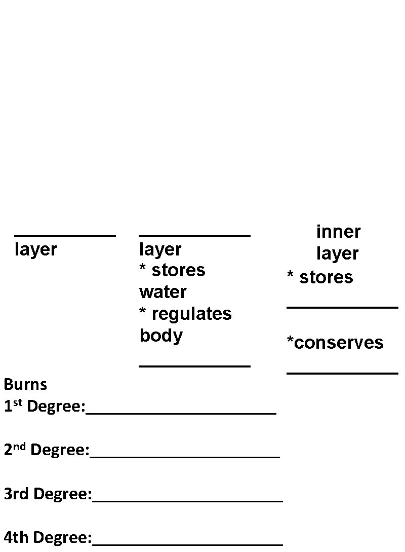 _____ layer ______ layer * stores water * regulates body ______ Burns 1 st