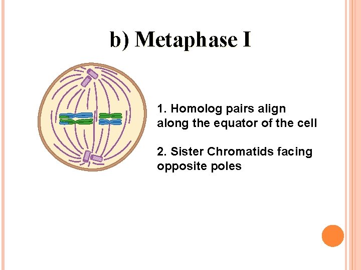 b) Metaphase I 1. Homolog pairs align along the equator of the cell 2.