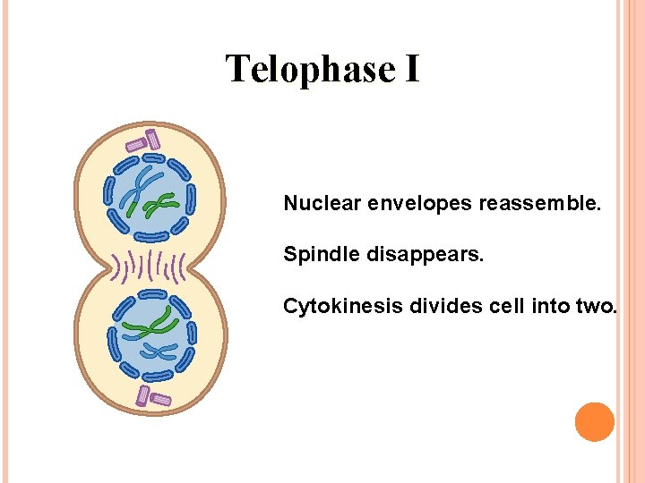 Telophase I Nuclear envelopes reassemble. Spindle disappears. Cytokinesis divides cell into two. 