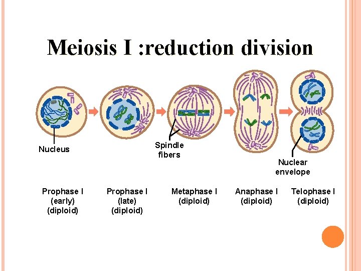 Meiosis I : reduction division Spindle fibers Nucleus Prophase I (early) (diploid) Prophase I