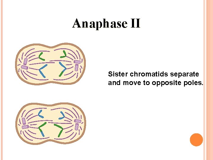 Anaphase II Sister chromatids separate and move to opposite poles. 