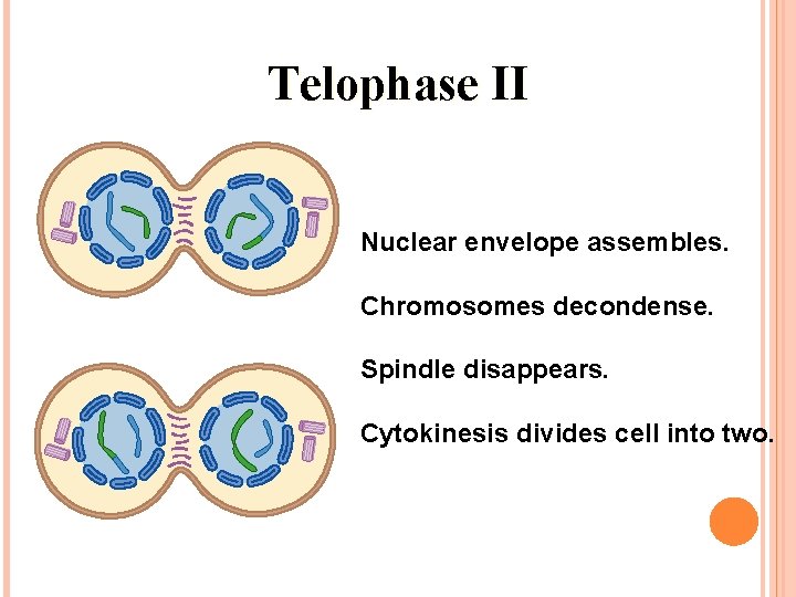 Telophase II Nuclear envelope assembles. Chromosomes decondense. Spindle disappears. Cytokinesis divides cell into two.