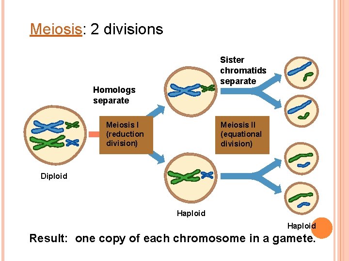 Meiosis: 2 divisions Sister chromatids separate Homologs separate Meiosis I (reduction division) Meiosis II