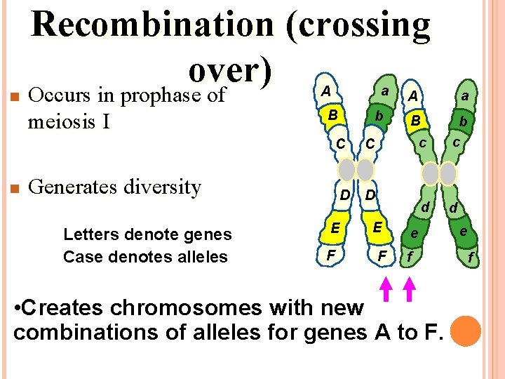 n Recombination (crossing over) Occurs in prophase of meiosis I a A B b