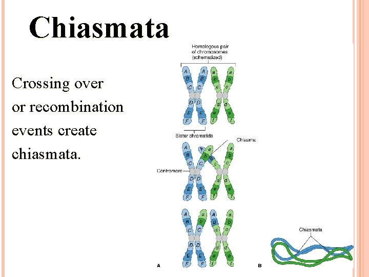 Chiasmata Crossing over or recombination events create chiasmata. 