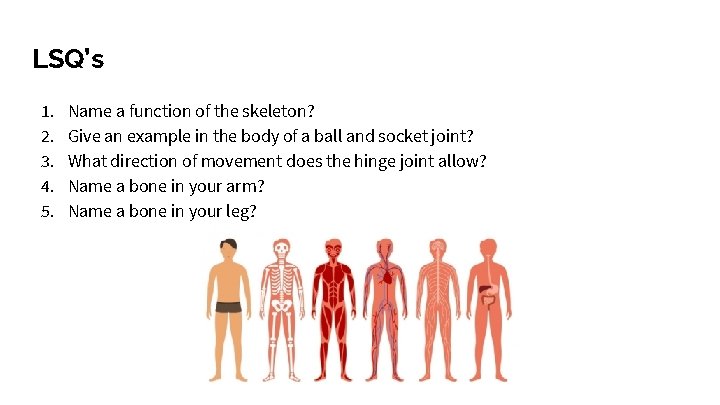 LSQ’s 1. 2. 3. 4. 5. Name a function of the skeleton? Give an