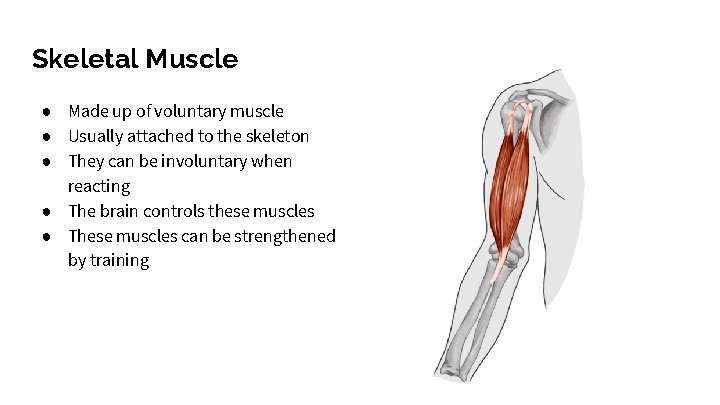 Skeletal Muscle ● Made up of voluntary muscle ● Usually attached to the skeleton