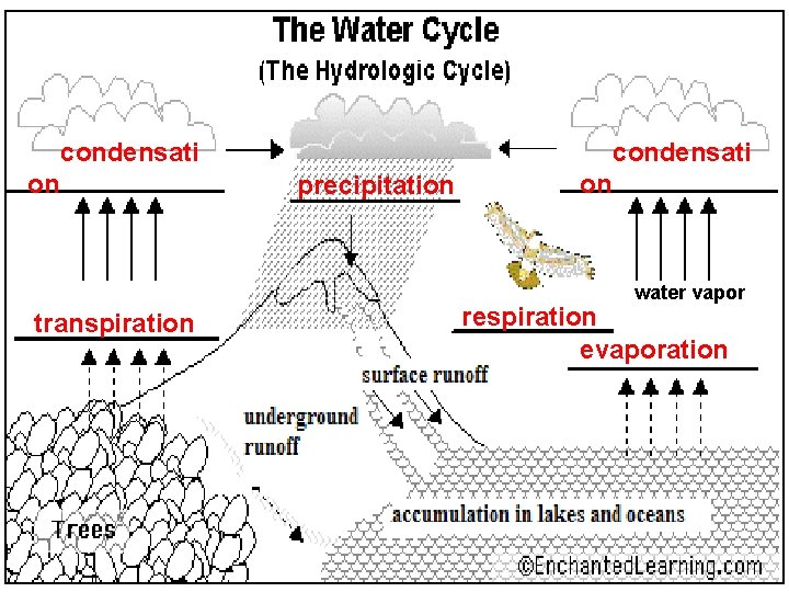 condensati on condensati precipitation on water vapor transpiration respiration evaporation 