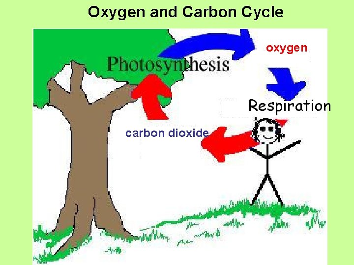 Oxygen and Carbon Cycle oxygen Respiration carbon dioxide 