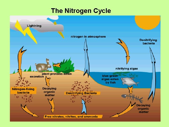 The Nitrogen Cycle 