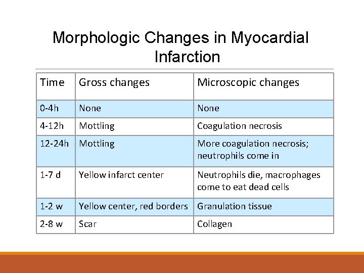 Morphologic Changes in Myocardial Infarction Time Gross changes Microscopic changes 0 -4 h None