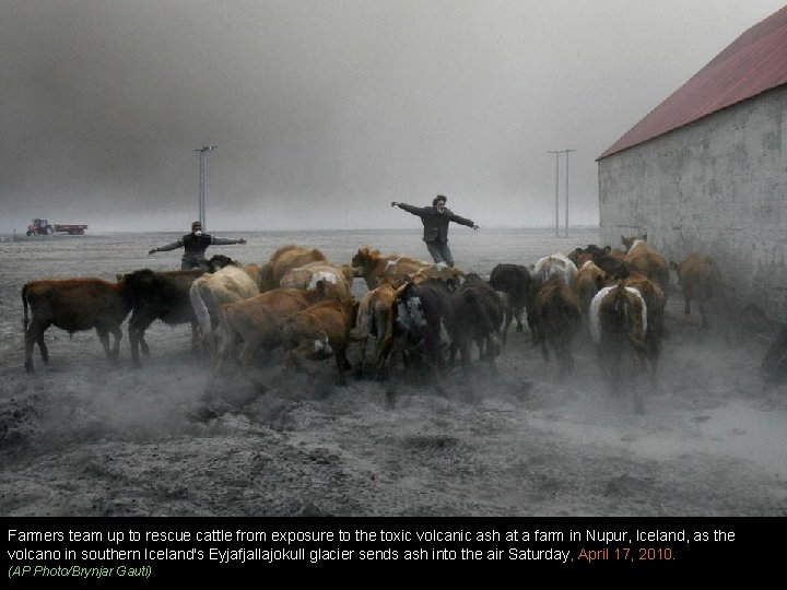 Farmers team up to rescue cattle from exposure to the toxic volcanic ash at