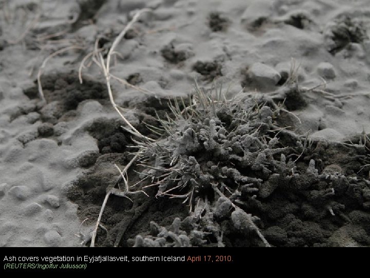 Ash covers vegetation in Eyjafjallasveit, southern Iceland April 17, 2010. (REUTERS/Ingolfur Juliusson) 