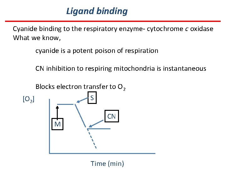 Ligand binding Cyanide binding to the respiratory enzyme- cytochrome c oxidase What we know,