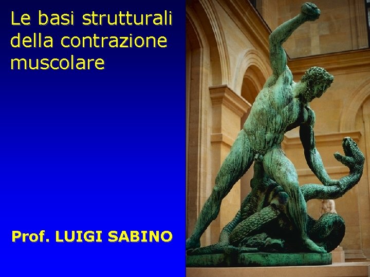 Le basi strutturali della contrazione muscolare Prof. LUIGI SABINO 